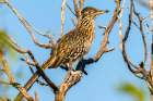USA, Texas, Big Bend National Park. Greater roadrunner in tree. Art Print